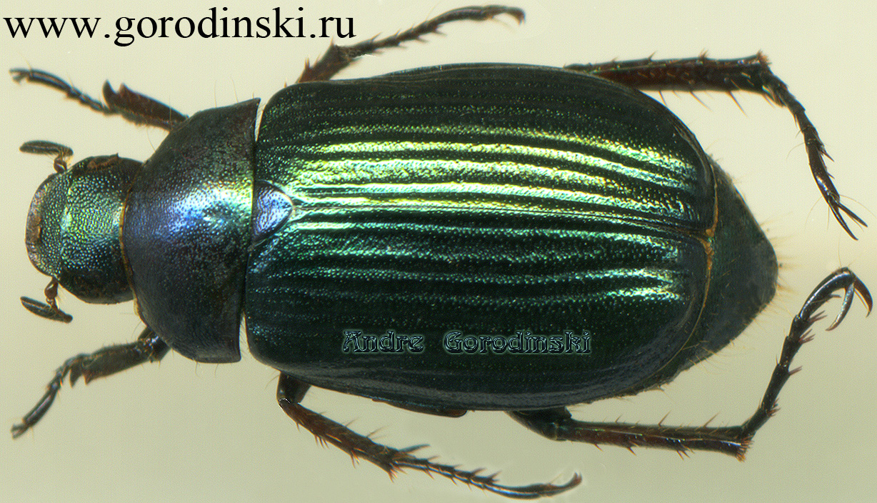 http://www.gorodinski.ru/scarabs/Anomala delavayi.jpg